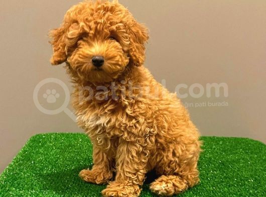 Muhteşem Dişi Red Toy Poodle Yavrumuz görsel