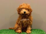 4 Aylık Red Toy Poodle Dişi Yavrumuz