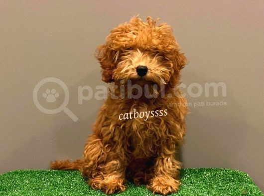 4 Aylık Red Toy Poodle Dişi Yavrumuz