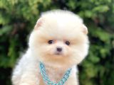 Safkan Teddy Ayı Surat Pomeranian Boo Yavrularımız