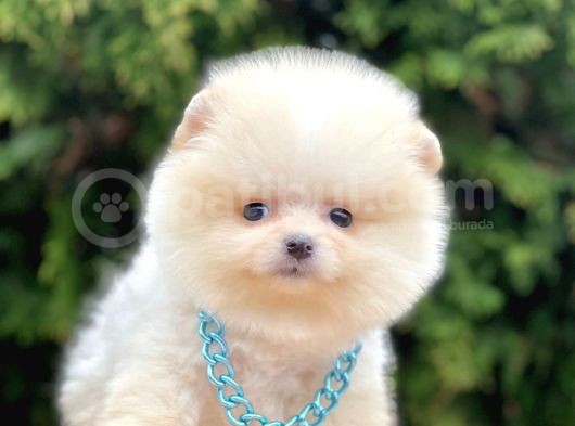 Safkan Teddy Ayı Surat Pomeranian Boo Yavrularımız görsel
