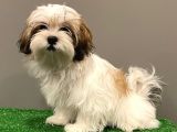 Dişi Shihtzu Yavrumuz