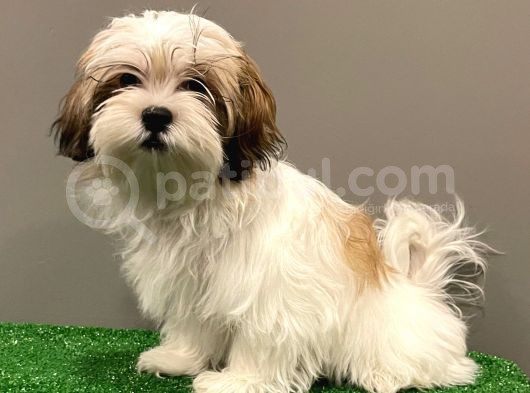 Dişi Shihtzu Yavrumuz görsel