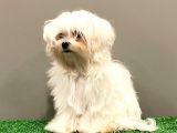 6 Aylık 1600 Gram Dişi Mini Maltese Terrier Yavrumuz
