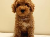 Red Toy Poodle Dişi Yavrumuz