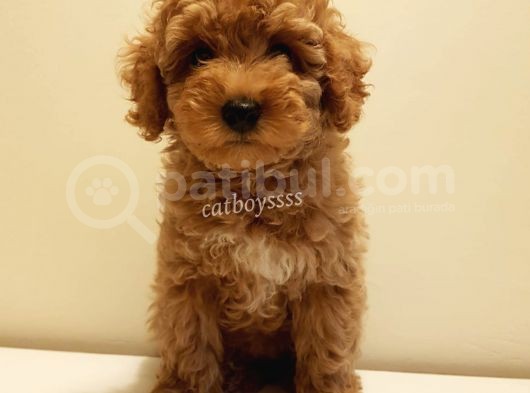 Red Toy Poodle Dişi Yavrumuz görsel