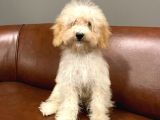 5 Aylık Dişi Apricot Toy Poodle Bebek