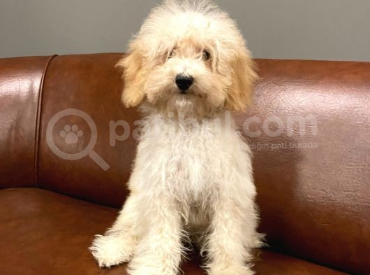 5 Aylık Dişi Apricot Toy Poodle Bebek görsel