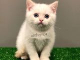 Red Point British Shorthair Erkek Yavrumuz