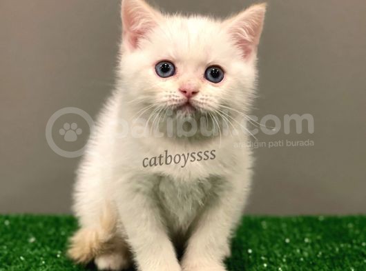 Red Point British Shorthair Erkek Yavrumuz görsel