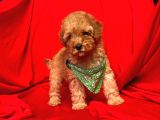 Safkan Toy Poodle Yavrularımız