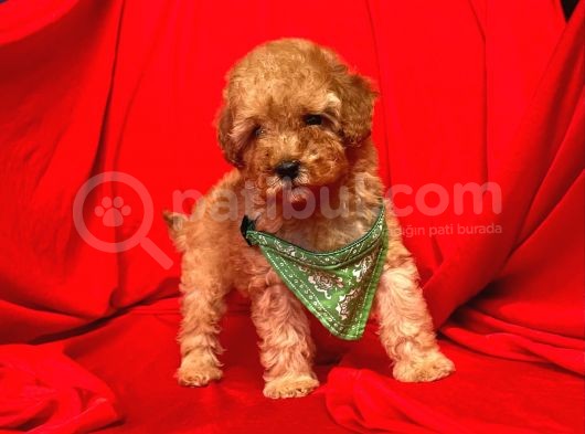 Safkan Toy Poodle Yavrularımız görsel