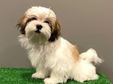 Dişi Shihtzu Yavrumuz