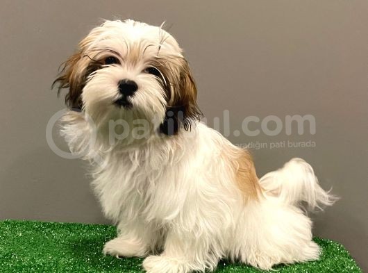 Dişi Shihtzu Yavrumuz görsel