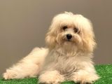 Orjinal Maltipoo Erkek Yavrumuz