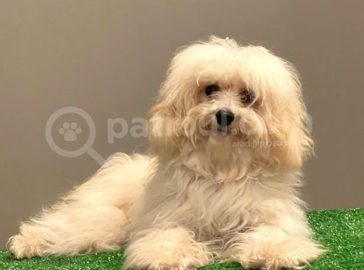 Orjinal Maltipoo Erkek Yavrumuz görsel