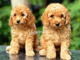 Dark Apricot Toy Poodle Dişi Yavrular