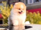 Ayi Surat Pomerani̇an Boo Bebekler