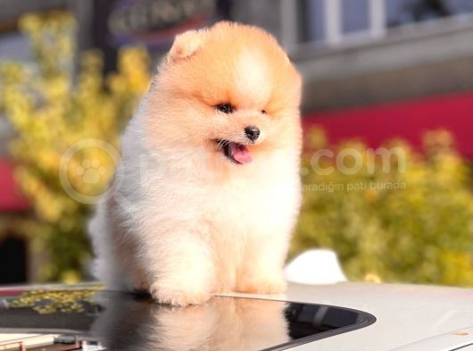 Ayi Surat Pomerani̇an Boo Bebekler görsel