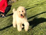 Standart Boy Di̇şi̇ Yavrumuz Sonya