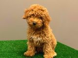 Muhteşem Dişi Red Toy Poodle Yavrumuz