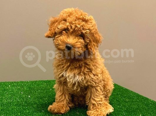 Muhteşem Dişi Red Toy Poodle Yavrumuz görsel