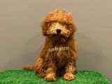 4 Aylık Red Toy Poodle Dişi Yavrumuz