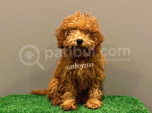 4 Aylık Red Toy Poodle Dişi Yavrumuz görsel