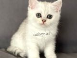 Silver Shaded British Shorthair Dişi Yavrumuz
