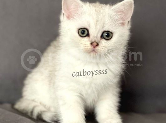 Silver Shaded British Shorthair Dişi Yavrumuz görsel