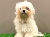 6 Aylık 1600 Gram Dişi Mini Maltese Terrier Yavrumuz