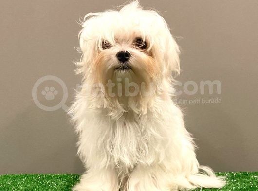 6 Aylık 1600 Gram Dişi Mini Maltese Terrier Yavrumuz görsel