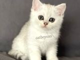 Silver Shaded British Shorthair Dişi Yavrumuz