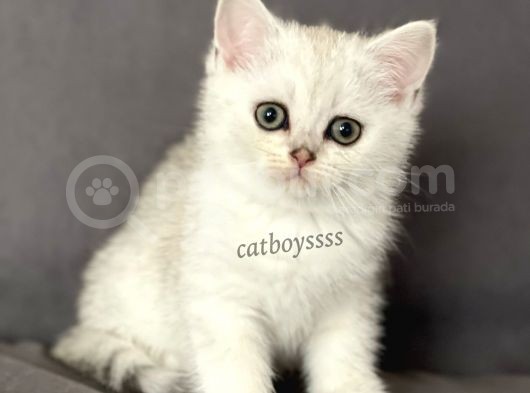 Silver Shaded British Shorthair Dişi Yavrumuz görsel