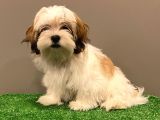 Dişi Shihtzu Yavrumuz