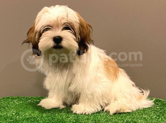 Dişi Shihtzu Yavrumuz görsel