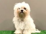6 Aylık 1600 Gram Dişi Mini Maltese Terrier Yavrumuz
