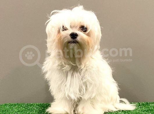 6 Aylık 1600 Gram Dişi Mini Maltese Terrier Yavrumuz görsel