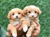 F1 Orji̇nal Anti̇alerji̇k Malti̇poo Bebekler