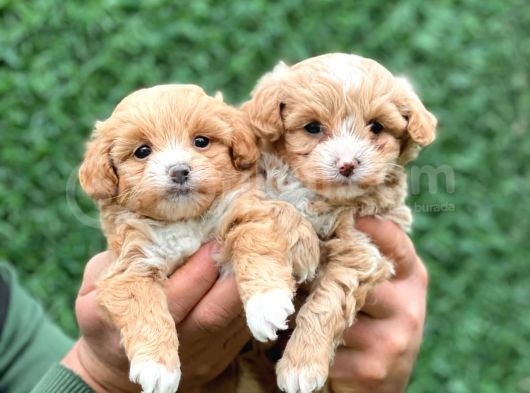 F1 Orji̇nal Anti̇alerji̇k Malti̇poo Bebekler görsel