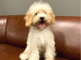 5 Aylık Dişi Apricot Toy Poodle Bebek