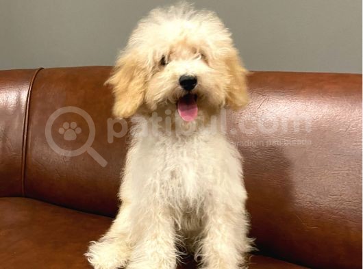 5 Aylık Dişi Apricot Toy Poodle Bebek görsel