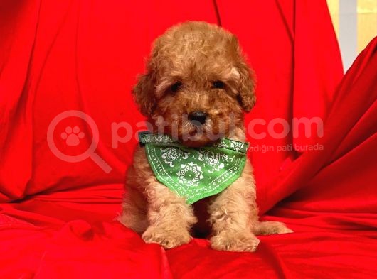 Safkan Toy Poodle Yavrularımız görsel