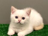 Red Point British Shorthair Erkek Yavrumuz