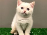 Red Point British Shorthair Erkek Yavrumuz