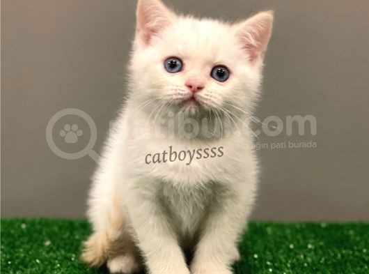 Red Point British Shorthair Erkek Yavrumuz görsel