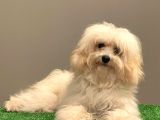 Orjinal Maltipoo Erkek Yavrumuz