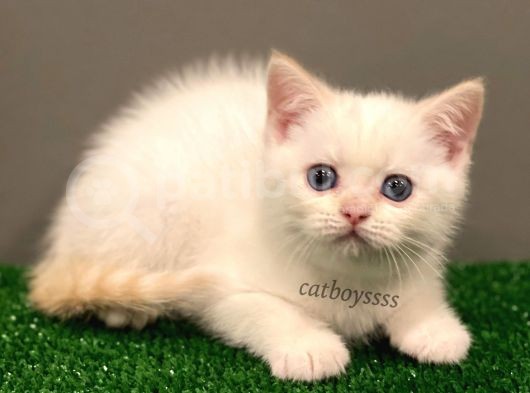 Red Point British Shorthair Erkek Yavrumuz görsel