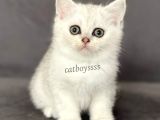 Silver Shaded British Shorthair Dişi Yavrumuz