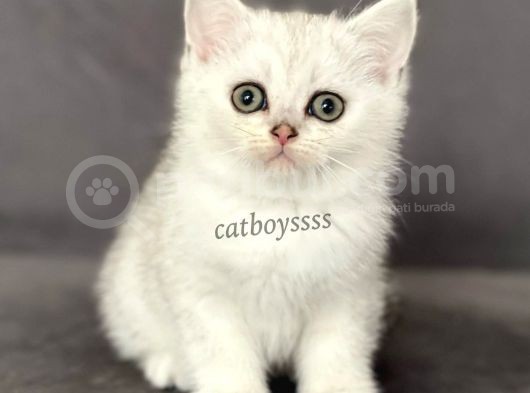Silver Shaded British Shorthair Dişi Yavrumuz görsel